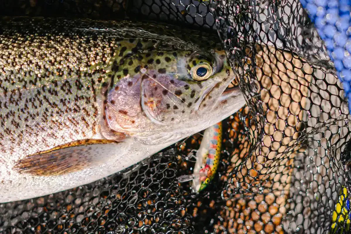 best rainbow trout lures Norolans 5-pack what spinners would u think