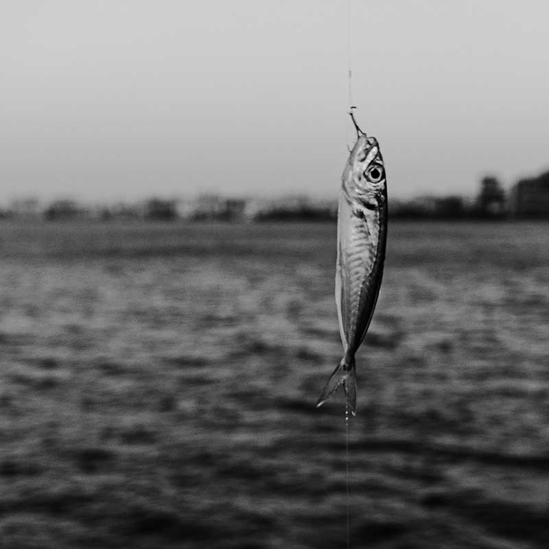 Fishing Live Bait Offshore - How to hook a live bait. - Tackle Express - Saltwater and Freshwater Fishing Tackle Shop