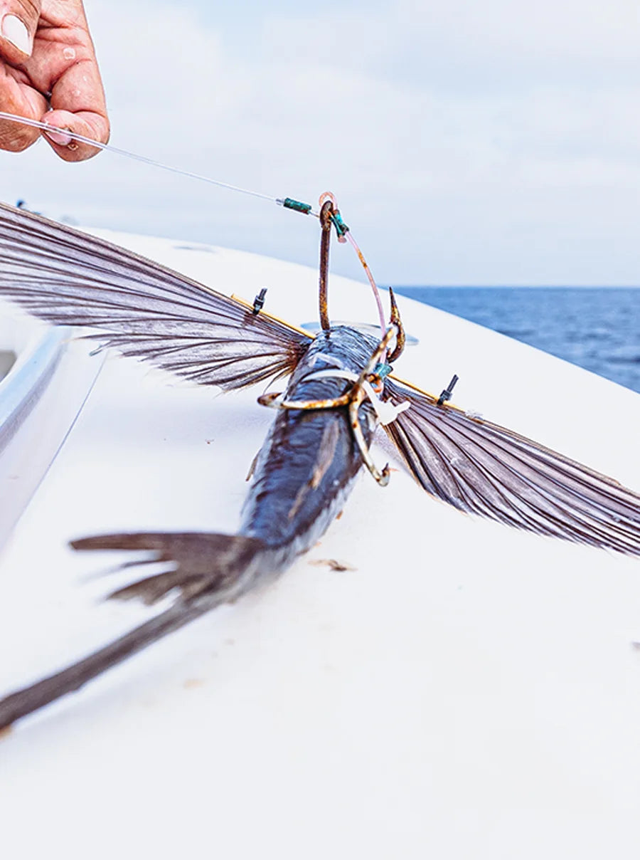 Flying fish with on a boat against a blue sky and water background