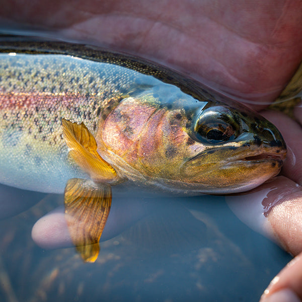 Close-up of a rainbow trout held in a person's hand with water in the background