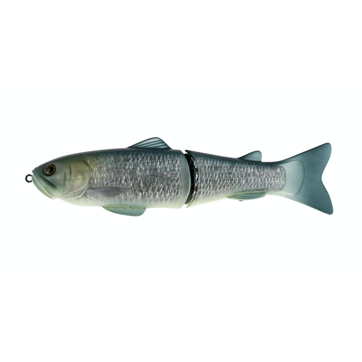 Butch Brown Gizzard Shad