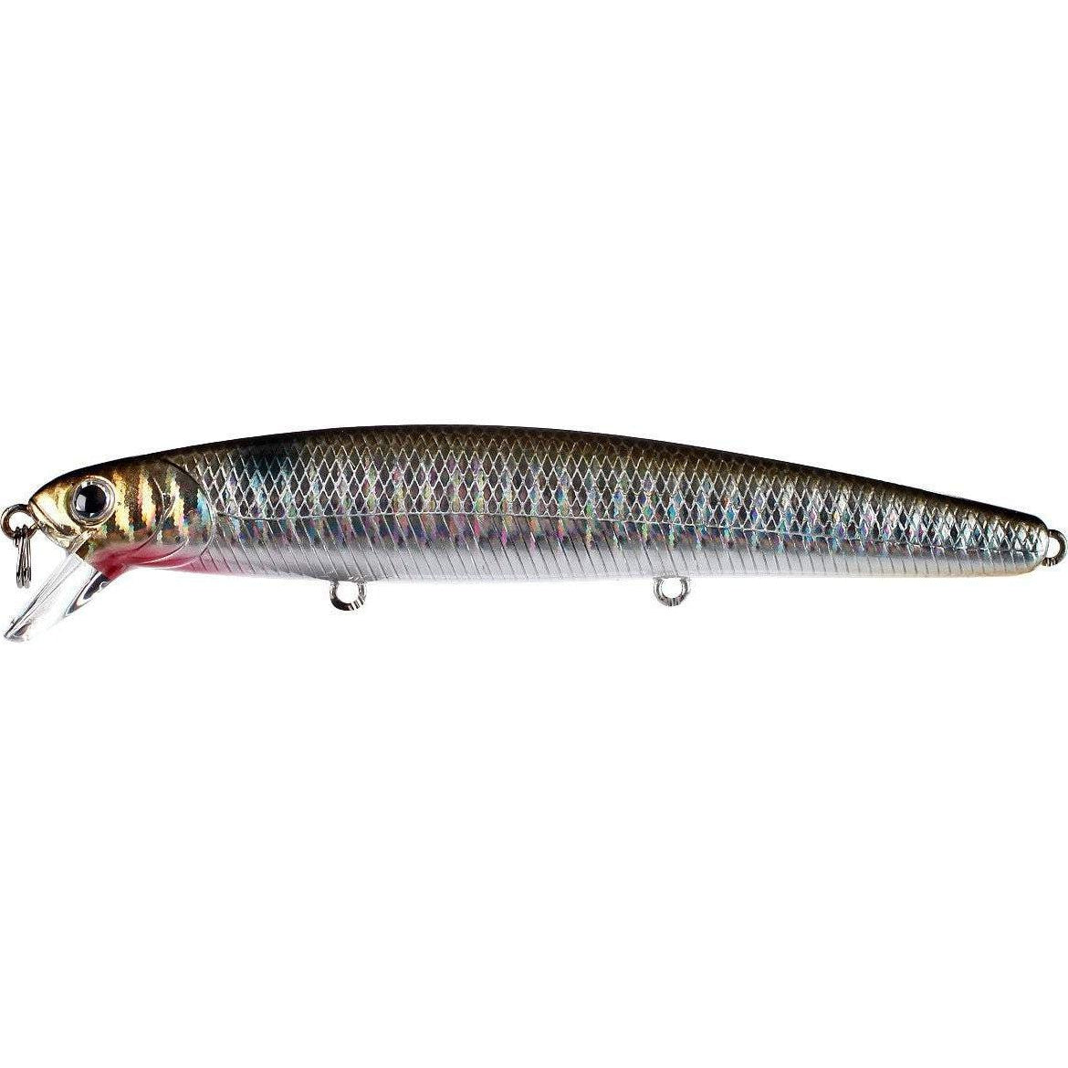 anchovy venus