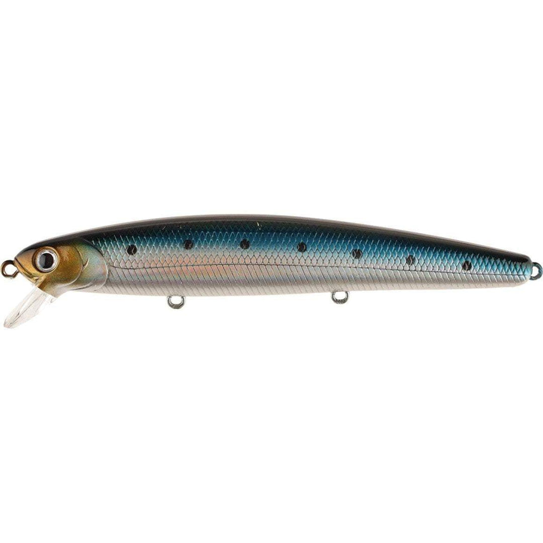 metallic sardine