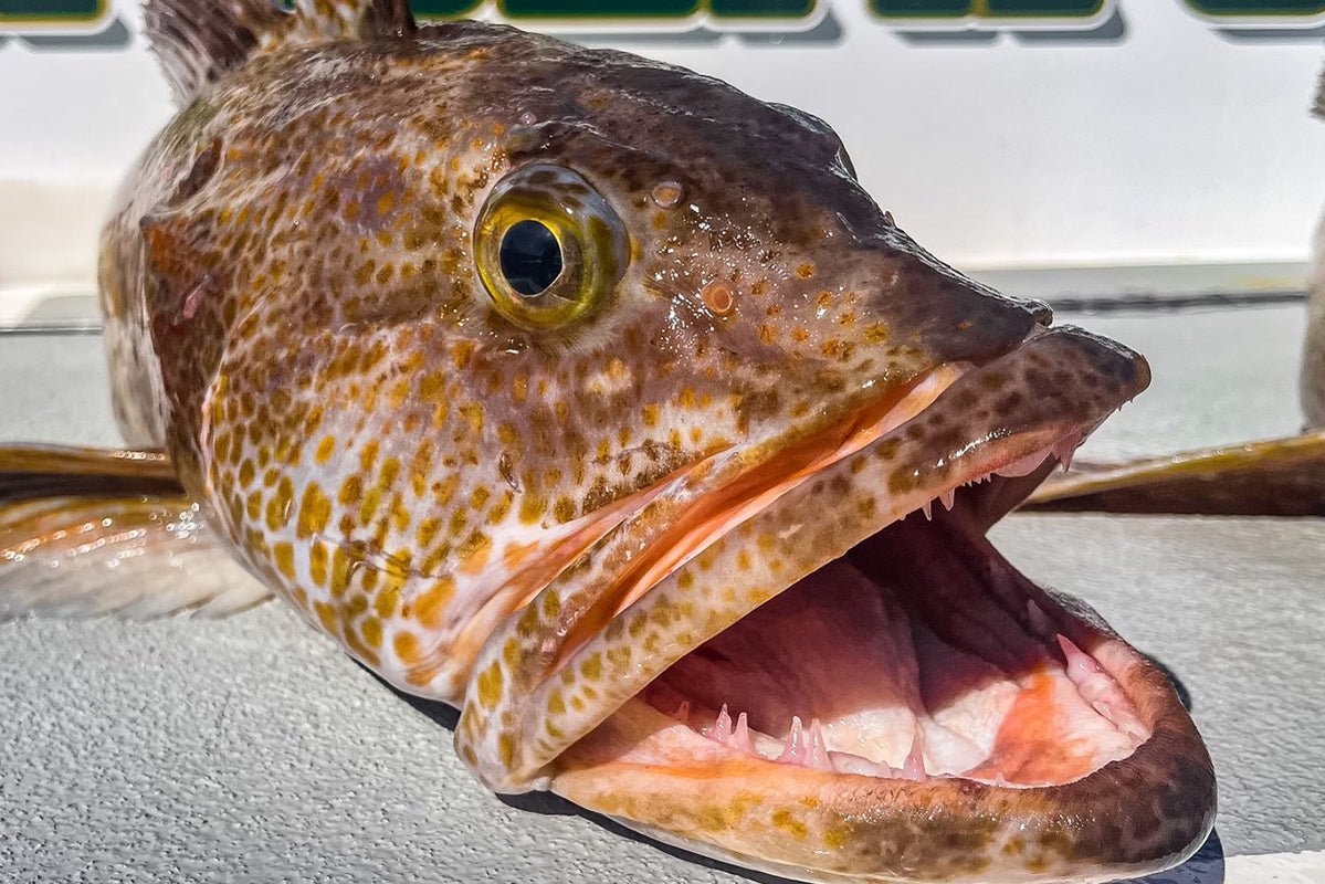 Best Artificial Lures & Jigs for Southern California Rockfish & Lingcod - Tackle Express - Saltwater and Freshwater Fishing Tackle Shop