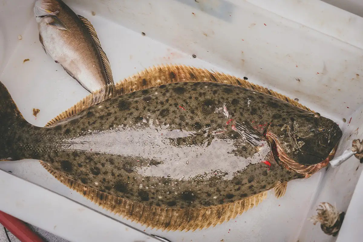 Channel Islands Fishing Essentials: The Tackle You Need for White Seabass, Halibut & Yellowtail