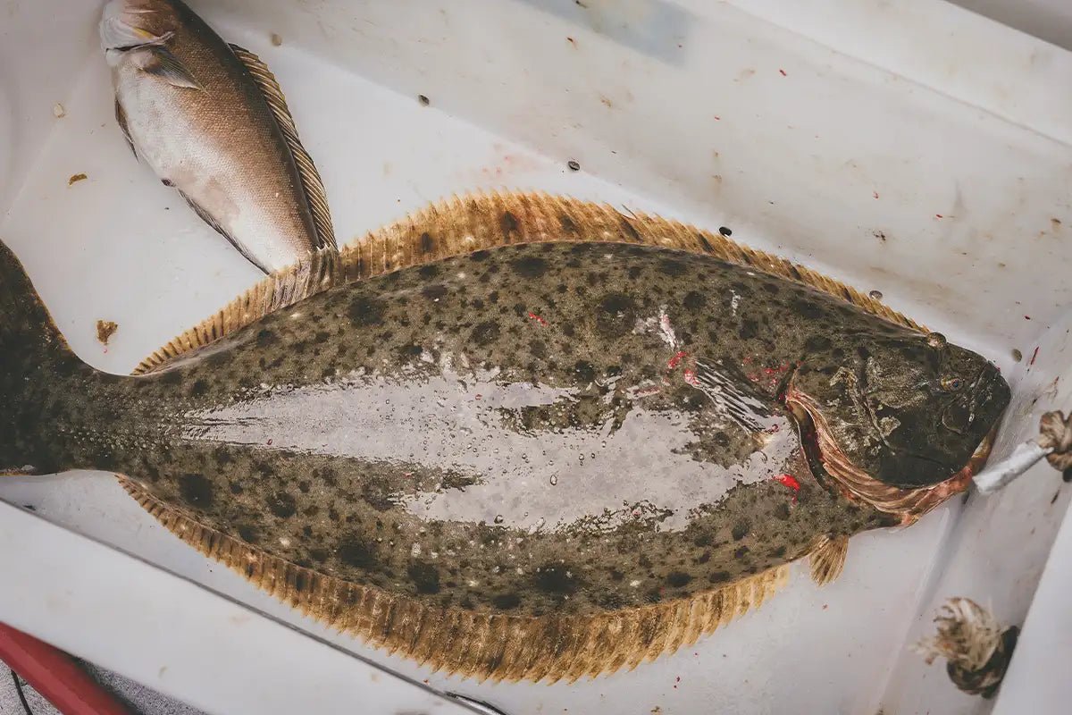 Channel Islands Fishing Essentials: The Tackle You Need for White Seabass, Halibut & Yellowtail - Tackle Express - Saltwater and Freshwater Fishing Tackle Shop
