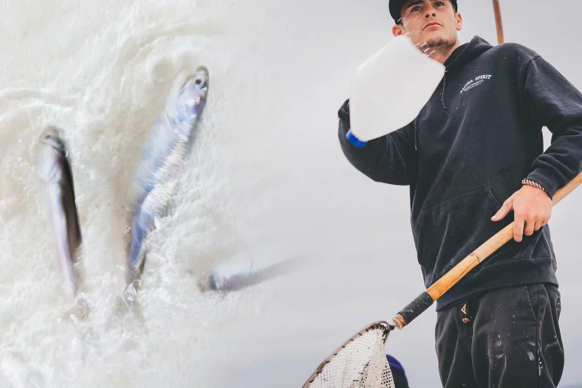 Live Bait Hook Guide for SoCal Charters: What to Bring When You Don't Know What's in the Tank - Tackle Express - Saltwater and Freshwater Fishing Tackle Shop