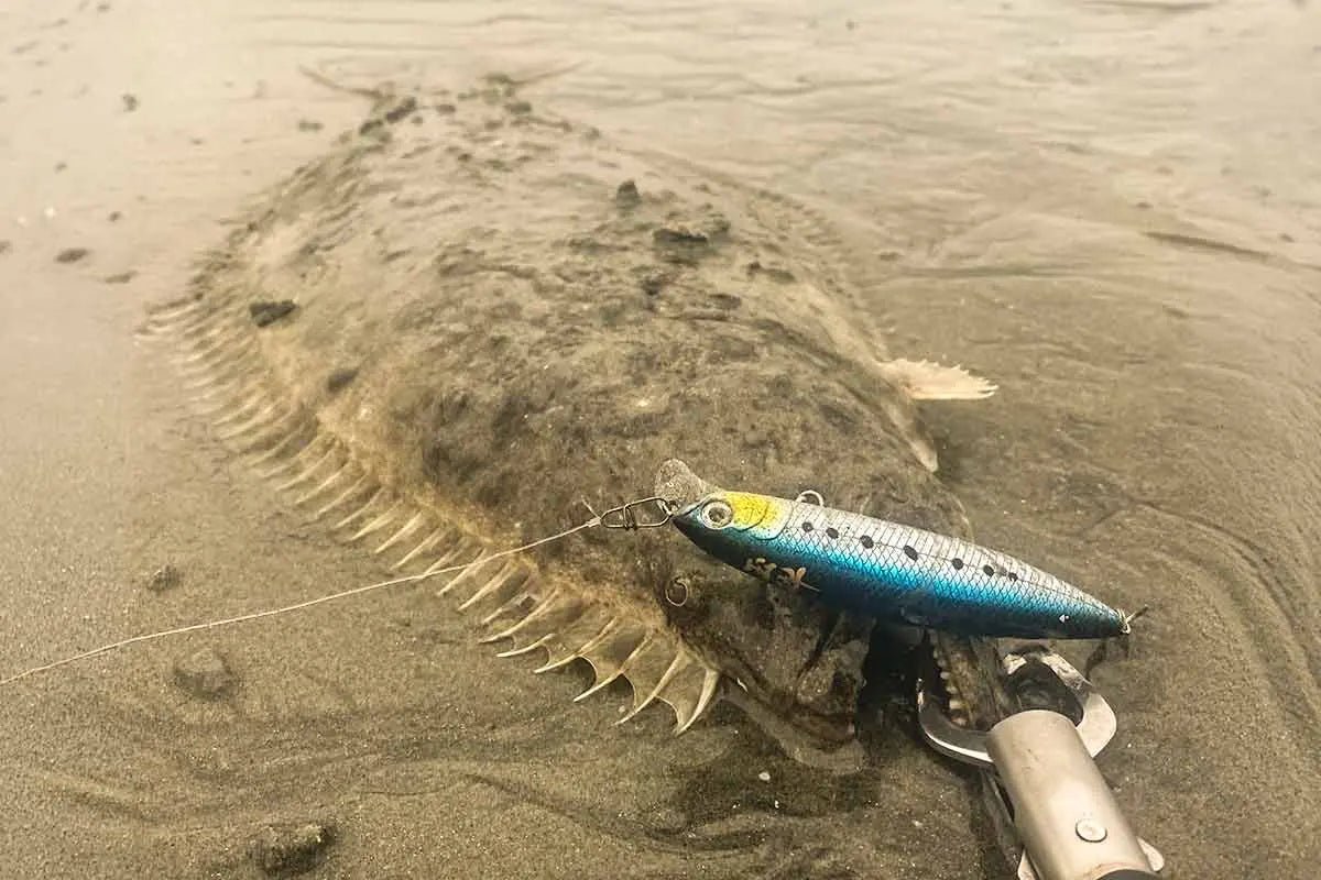 The Complete SoCal Surf Halibut Lure Guide: What to Throw, When to Throw It, and Why It Works - Tackle Express - Saltwater and Freshwater Fishing Tackle Shop