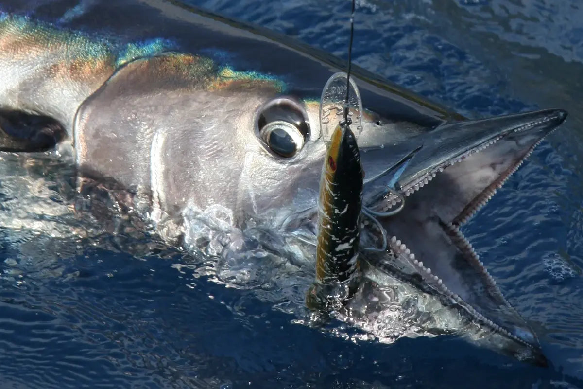 Wahoo Fishing for SoCal Anglers: Wire, Hooks, Rigging, and the Safety Rules That Matter