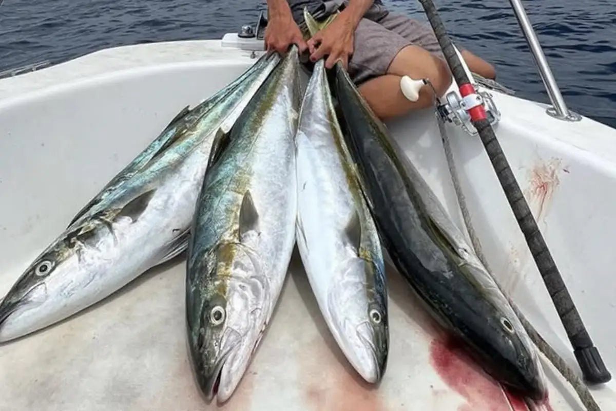 Why SoCal Anglers Are Building Their Setups Around United Composites Rods - Tackle Express - Saltwater and Freshwater Fishing Tackle Shop