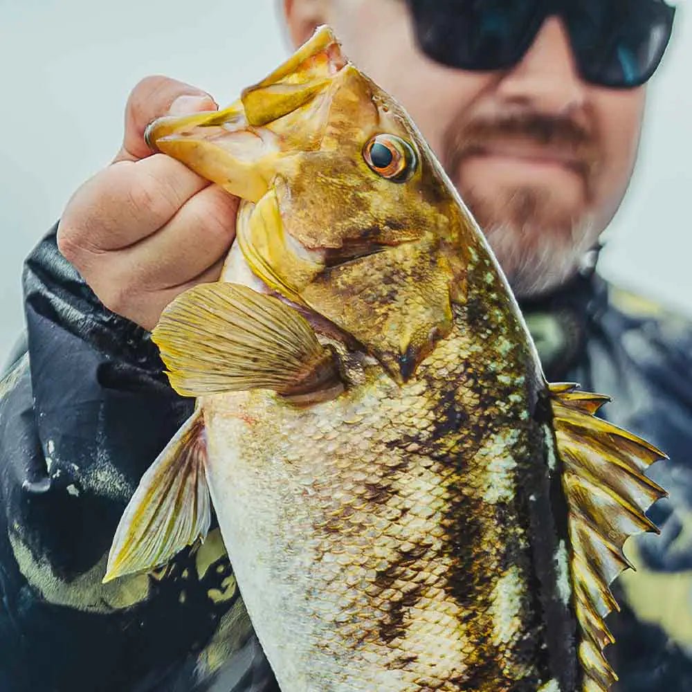 daiwa daiwa bait reel steez A 100 Casting Left Action-Power-Technique-:Moderate-Medium-Crankbait Equipped with HYPERDRIVE DIGIGEAR lead masters hoochie squid skirt Shimano Curado CU-301K, 4.7:1,