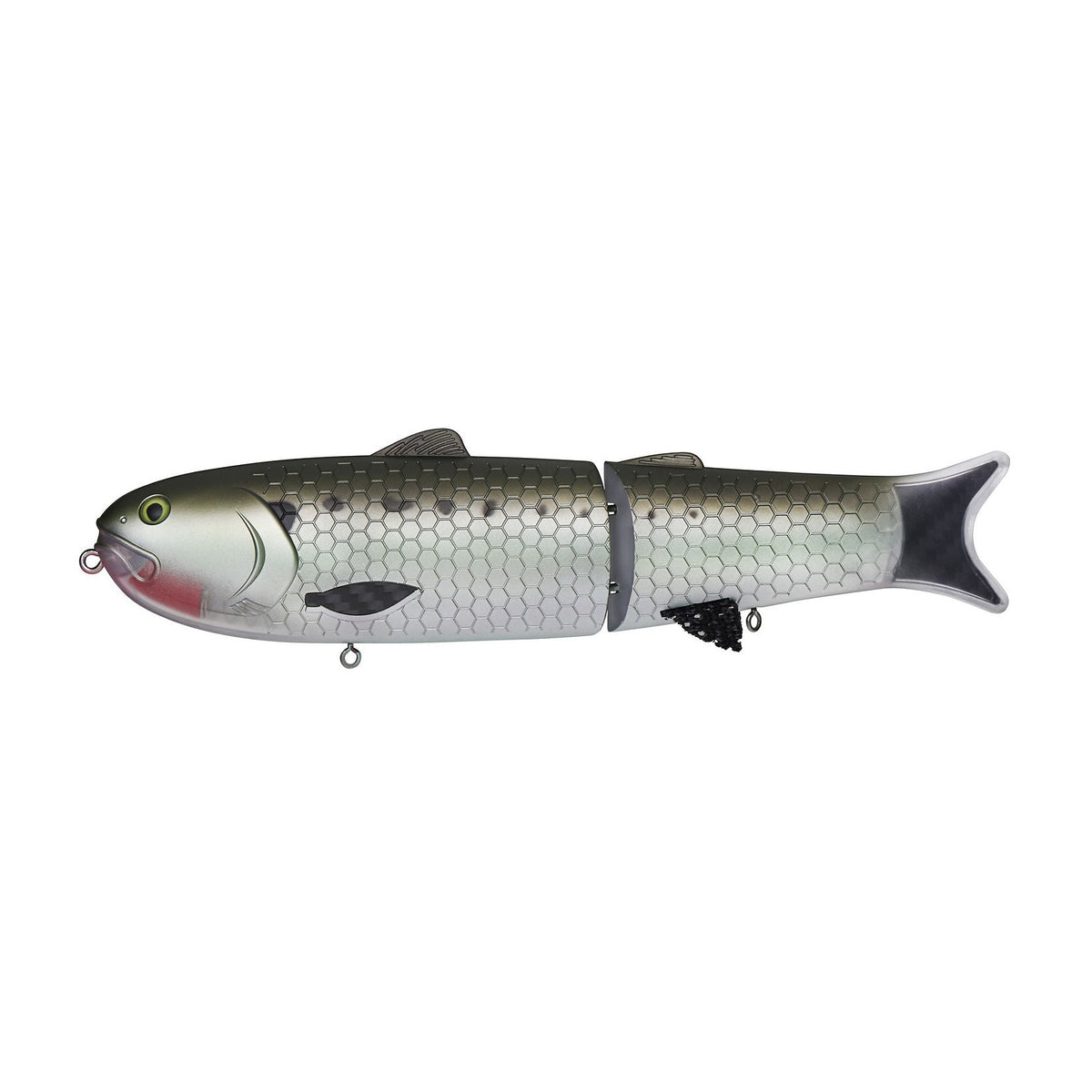 American Shad