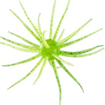 A bright green artificial fishing lure with multiple thin, spiky arms and dark glitter speckles, isolated on a white background.