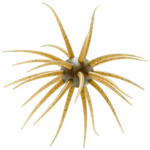 A single artificial fishing lure with a pale beige center and numerous long, slender tan-tan tentacles speckled with small black dots, isolated on a white background.