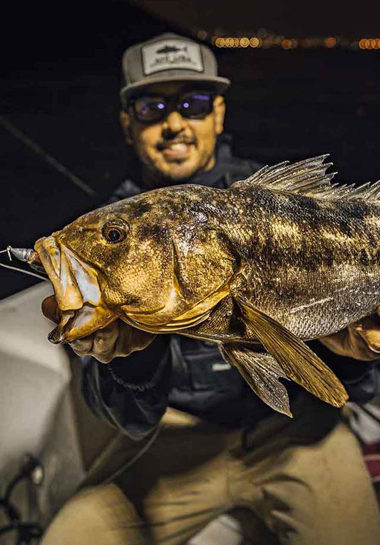 calico bass fishing reels Replica 25-Inch Fish Mount | King Sailfish Mounts Calico Bass Lures, Rods &