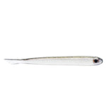 shad spawn