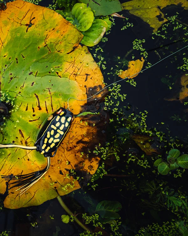Plastic frog on a leaf with water and greenery in the background