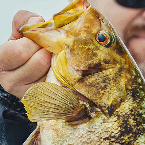 Close-up of a calico bass held by a person with a blurred background
