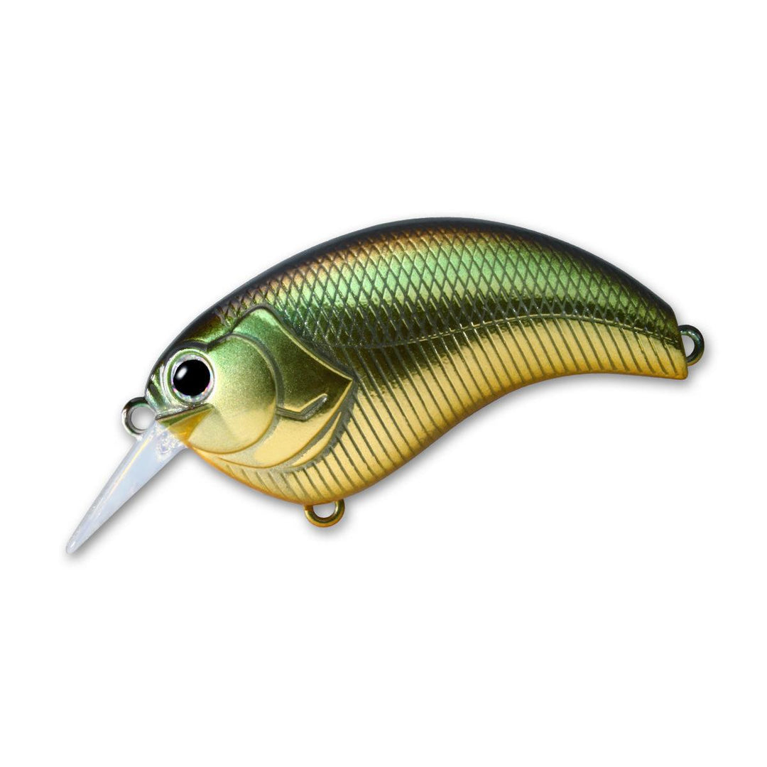 golden shiner