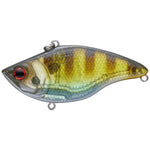 blue gill