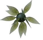 Hideup Coike Fish Gill Elastomer