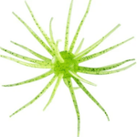 Hideup Coike Full Cast Urchin Bait