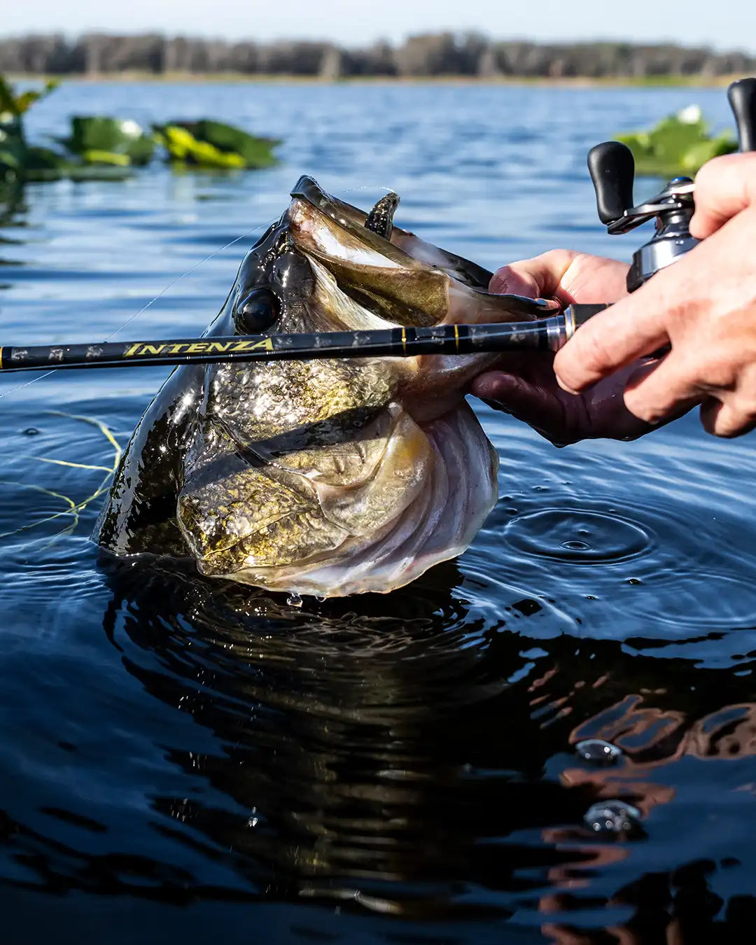 Person holding abass caught with an shimano fishing rod on a lake.