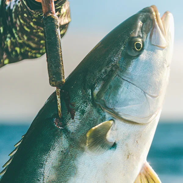 Close-up of a yellowtail with on a gaff against a blurred natural background