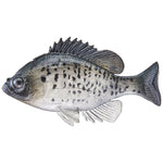 HuddlestonHuddleston Deluxe Bluegill Top Hook Swimbaits - Soft SwimbaitsPhantom CrappieBGTH12 - PHC
