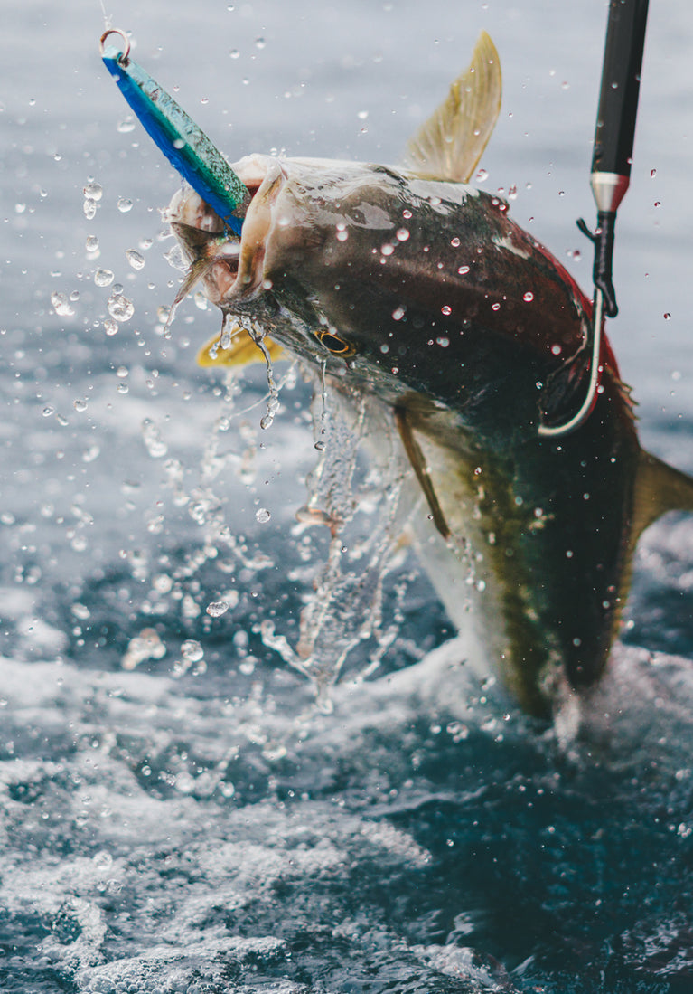 Fish biting a lure in the water with a blurred background
