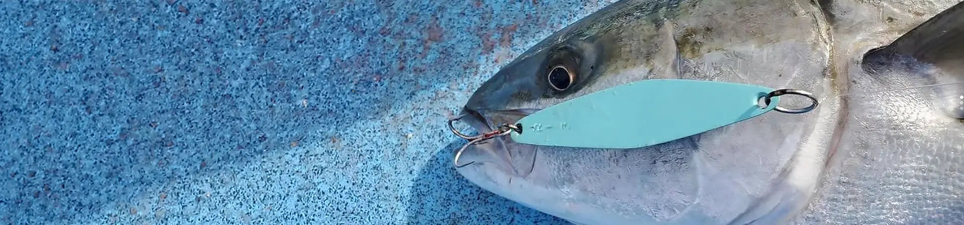 A close-up of a mint JRI 3 fishing lure attached to the mouth of a fish, set against a textured blue background.