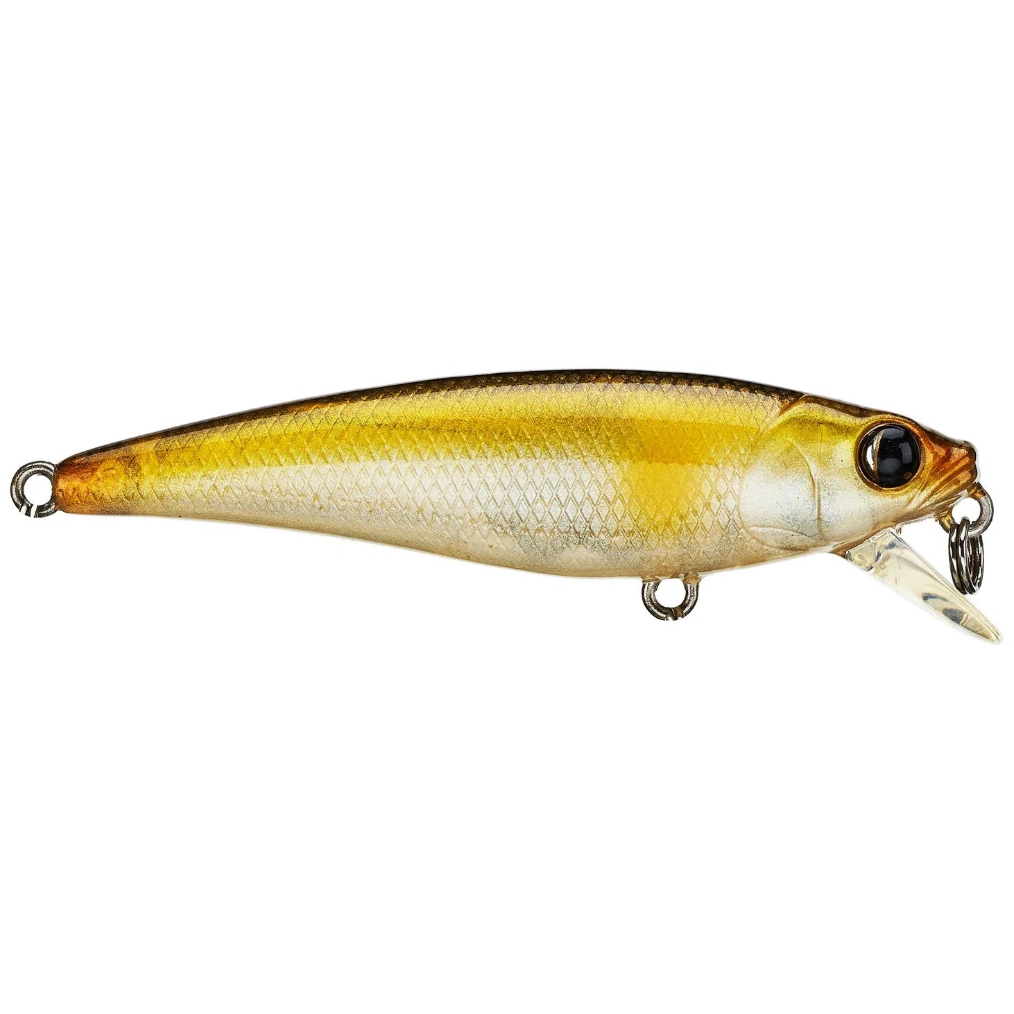 minnow shiner