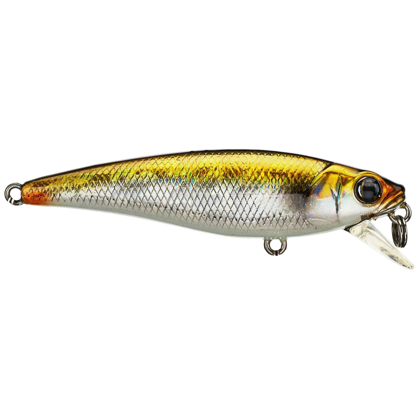 golden shiner
