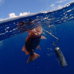 SeaqualizerSeaQualizer SeaYaLater Fish Release Hook - AccessoriesSeaQualizer SeaYaLater Fish Release HookSQSeaYaLater
