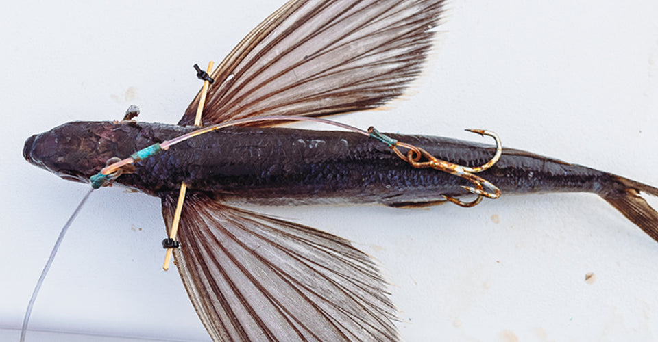 rigged flying fish on a white background