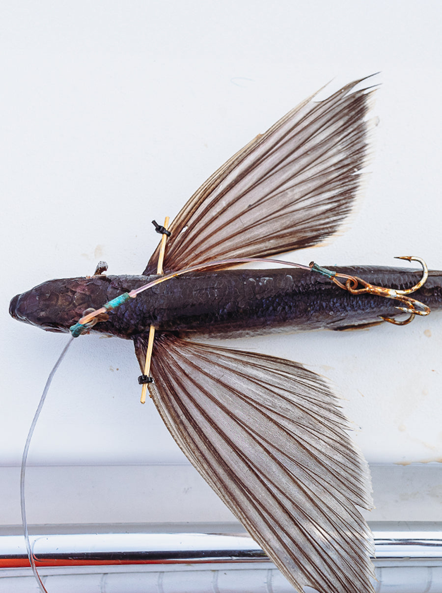 Flying fish with a hook attached on a white background