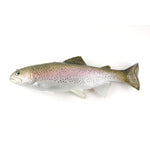 Huddleston Rainbow Trout 