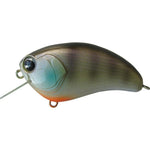 bluegill