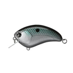 gizzard shad