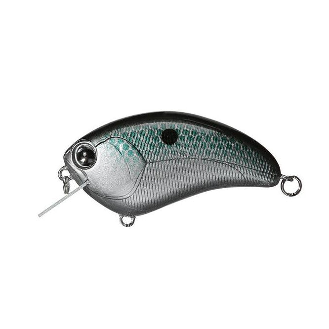 gizzard shad