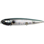 abalone shad