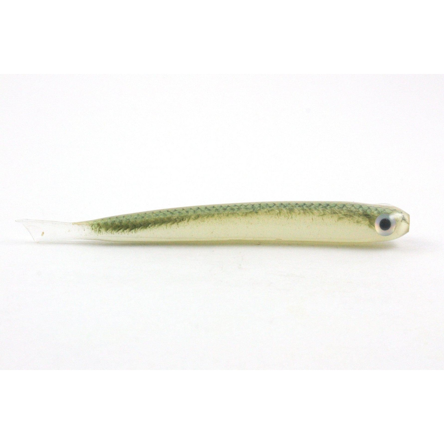gold shiner