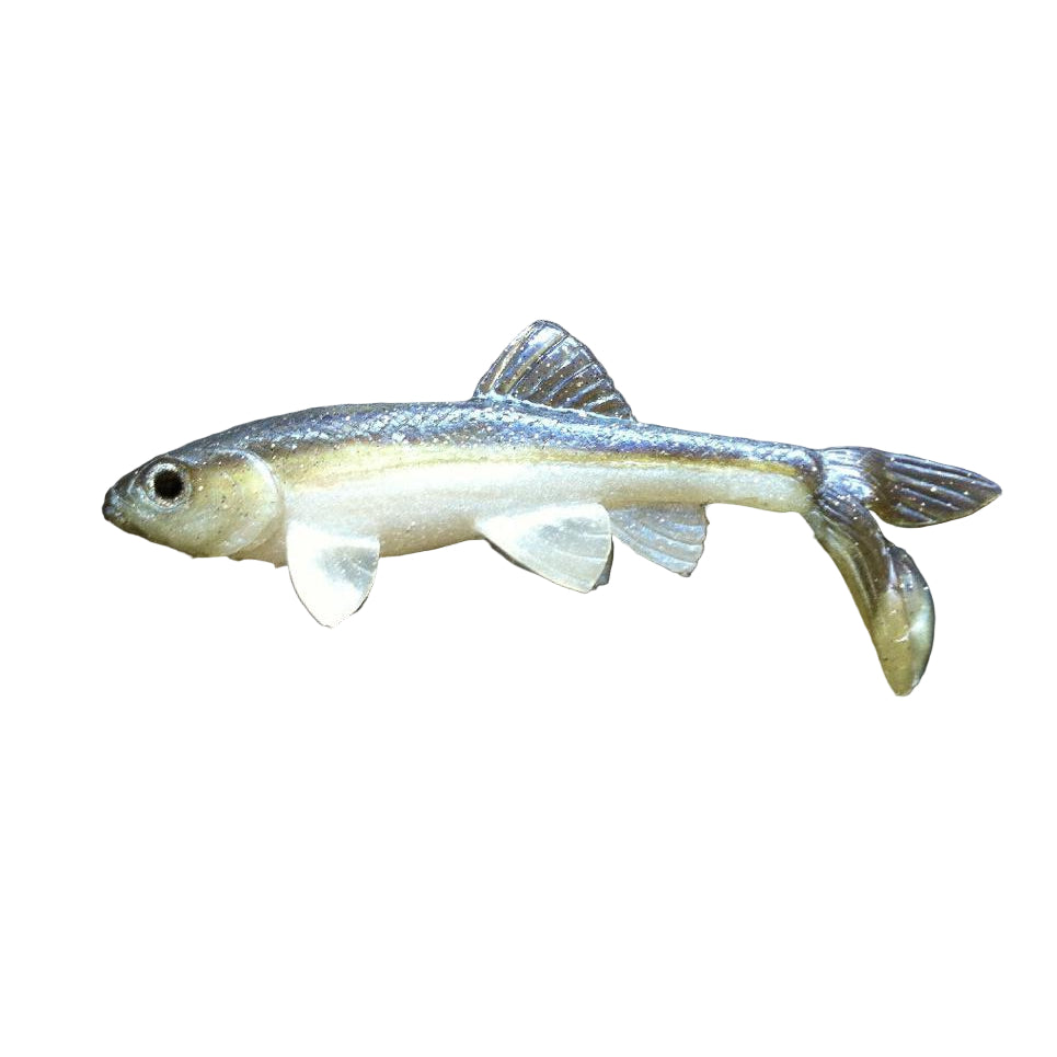 Blueback Herring Tucked Out