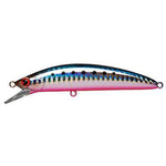 hot belly sardine