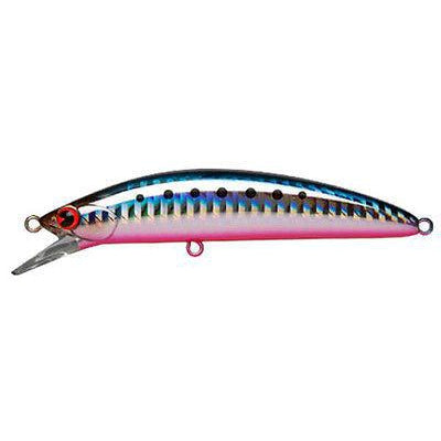 hot belly sardine