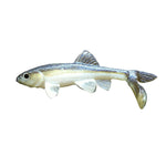 Little Creeper BaitsLittle Creeper Baits Trash Fish - Soft SwimbaitsBlueback Herring Tucked OutLIT112