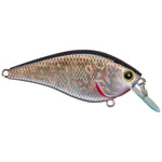 Lucky CraftLucky Craft KJ Flat 1.5 Crankbait - Crankbaitbp golden shinerLCKJFLT1.5 - 419BPGSN