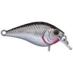 bp golden shiner