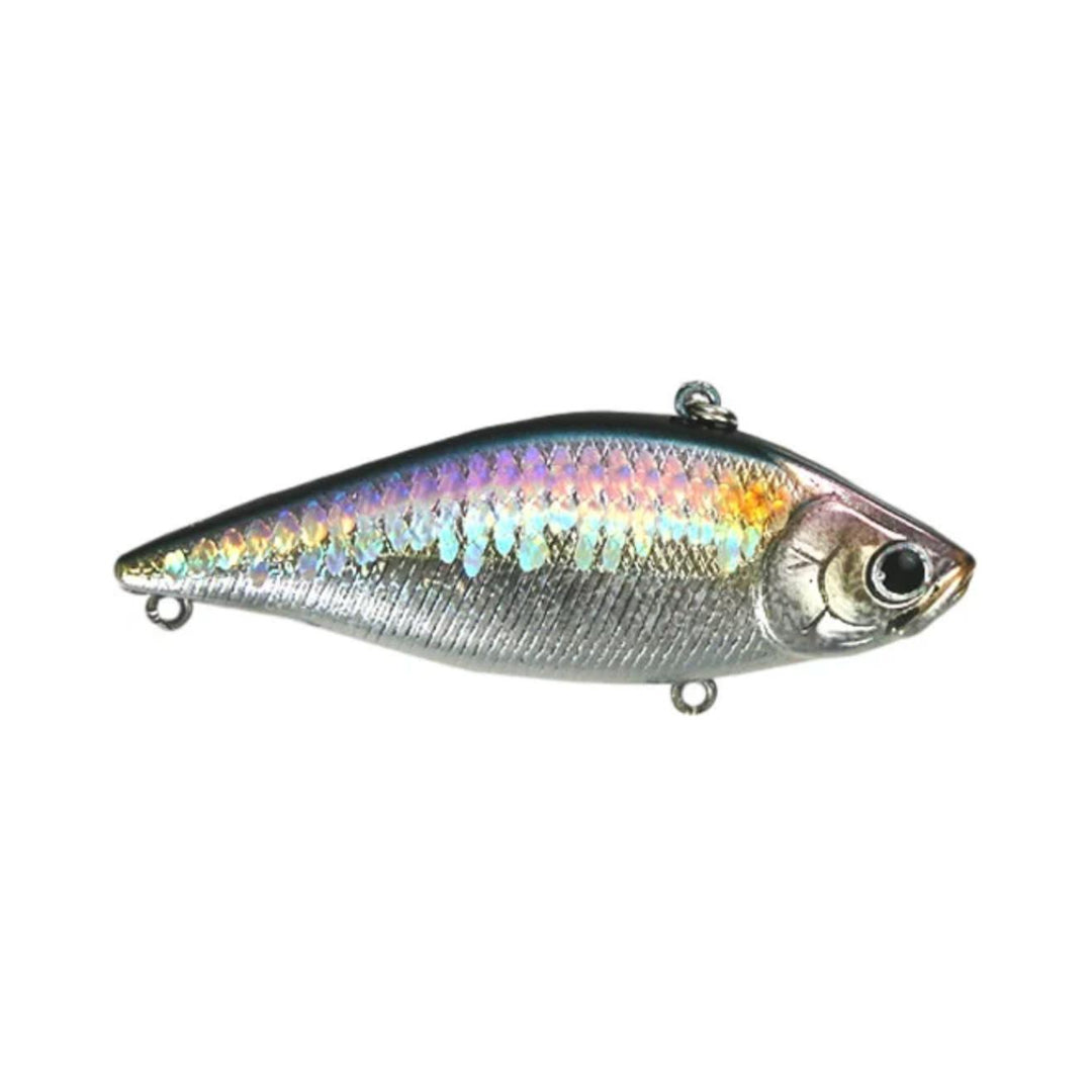american shad
