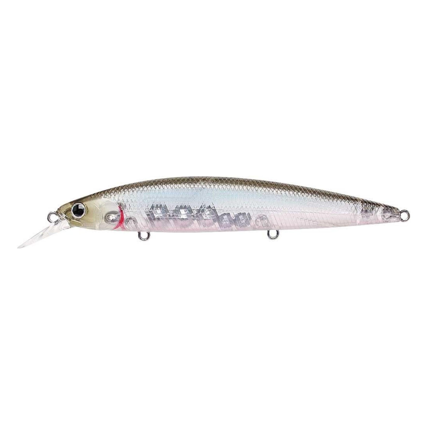 salty ghost minnow